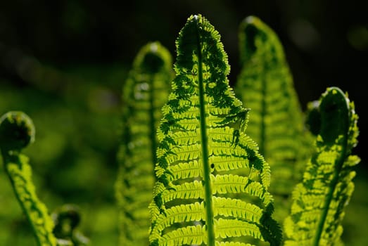 Close_up of plant leaves