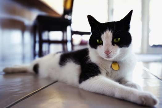 Close_up of a cat resting on the floor