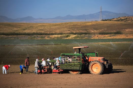 Farmers working in a field, California, USA