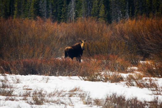 Moose Alces alces in a field, Grand Teton National Park, Wyoming, USA