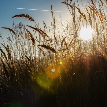 Sun rays with colored highlights through the ears of corn against the blue sky. Landscape nature.