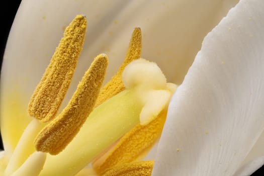 Tulip Pedal Macrophotography, close up and studio shot of flower