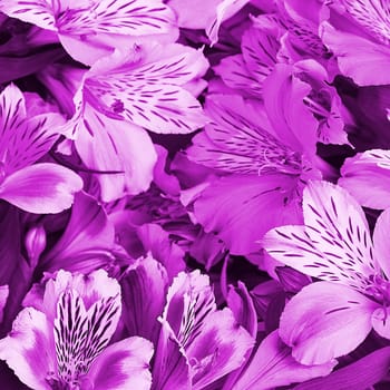 Bouquet of lilac orchids beautiful, fresh, bright background of flowers. The flowers are large, juicy, and fragrant. Layout for greeting or greeting card.