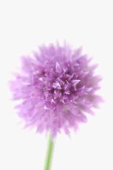 Close_up of a flower