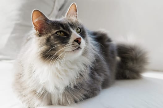 Close_up of a cat sitting on a couch