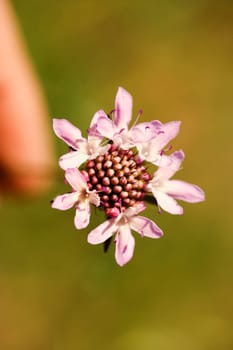 Close_up of a personŽs hand holding a flower