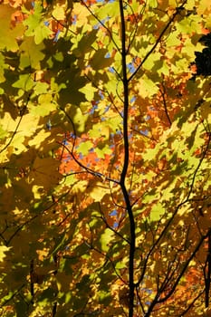Low angle view of a maple tree