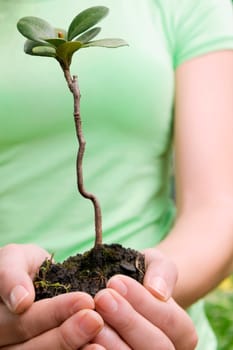 Woman holding a sapling in a greenhouse