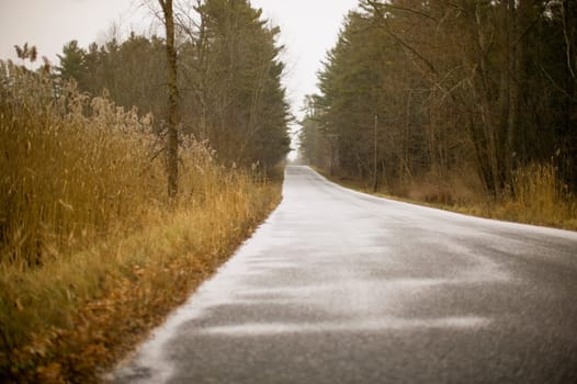 Trees along a road