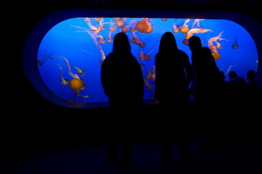 Tourists watching jelly fish chironex fleckeri in an aquarium, Monterey Bay Aquarium, Monterey, California, USA