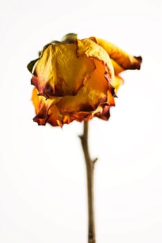 Close_up of a dry flower