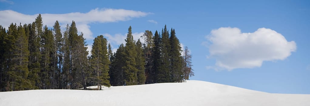 Trees in a snow covered landscape, Yellowstone National Park, Wyoming, USA