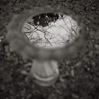Close_up of a birdbath in a garden