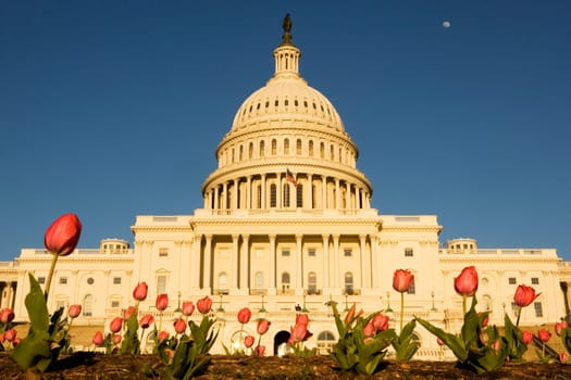Tulips in front of a government building, State Capitol Building, The Mall, Washington DC, USA