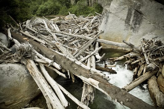 Driftwood in a stream