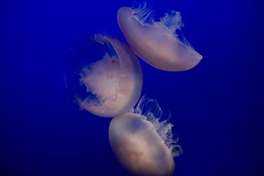 Close_up of three Jelly fish Chironex fleckeri in an aquarium, Monterey Bay Aquarium, Monterey, California, USA