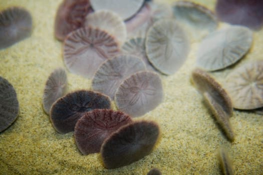 Close_up of Sand dollars underwater