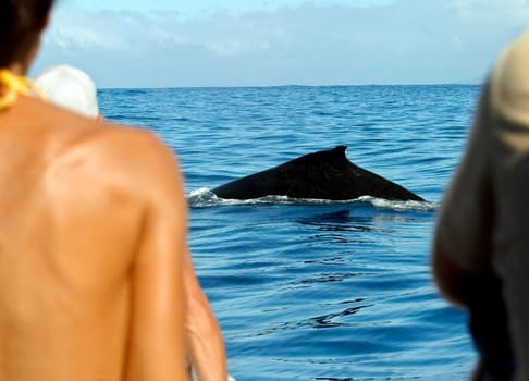 Rear view of three people looking at a whale in the sea, Tahiti, French Polynesia