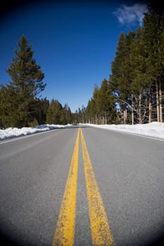 Trees on both sides of a road, Yellowstone National Park, Wyoming, USA
