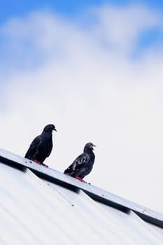 Low angle view of two pigeons perching on the roof of a house