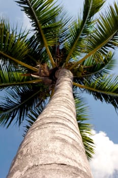 Low angle view of a palm tree, Tahiti, French Polynesia