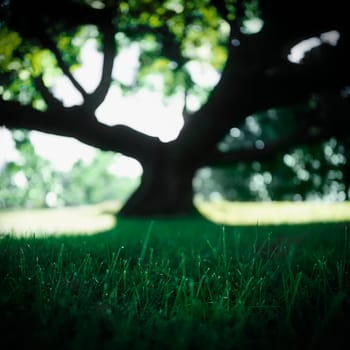 Silhouette of a tree in a grassy field