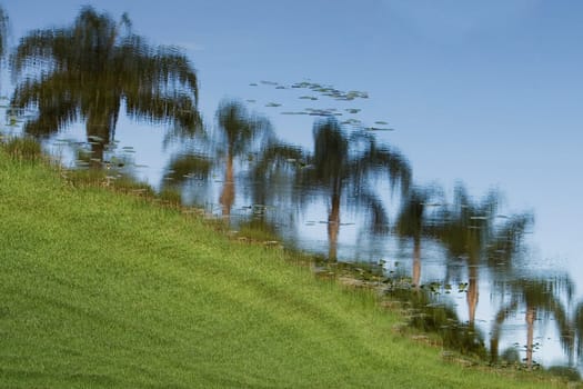 Reflection of palm trees in water, Miami, Florida, USA