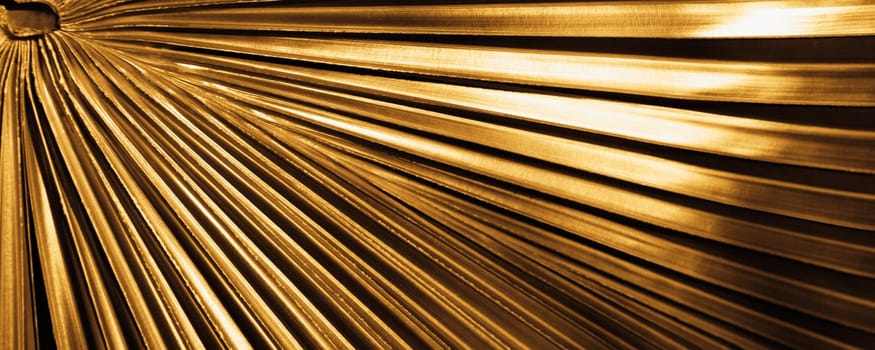 Close_up of a palm leaf