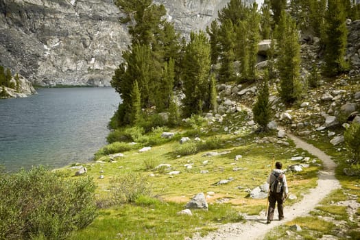 Rear view of a hiker walking in a forest