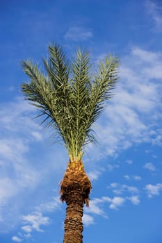 Low angle view of a palm tree, Phoenix, Maricopa County, Arizona, USA