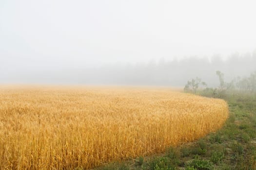 Wheat crop in the field