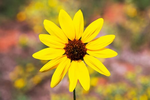 Close_up of a flower