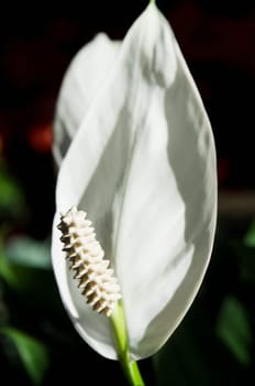 Close_up of a white flower
