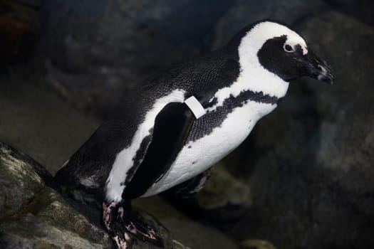 Close_up of a penguin