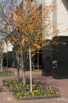 Trees in front of a building, Washington DC, Washington State, USA