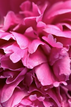Close_up of flower petals