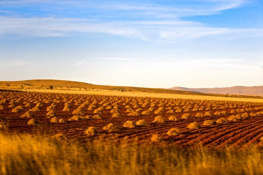 Crop in a field, Zacatecas State, Mexico