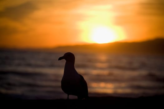 Seagull on the beach, Santa Monica, Los Angeles County, California, USA