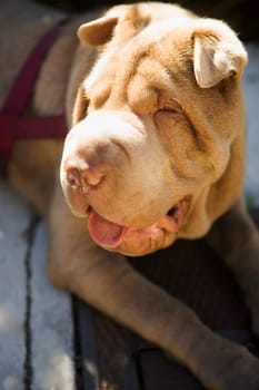 Close_up of a bulldog