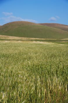 Cereal crop in a field, California State Route 1, California, USA