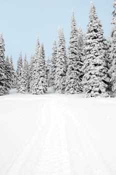 Snow covered trees on a landscape, West Yellowstone, Gallatin County, Montana, USA