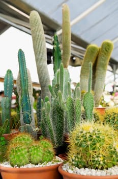 Potted cacti in a greenhouse