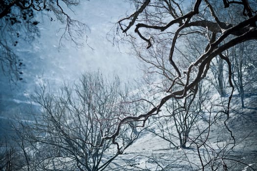 Trees on a mountain