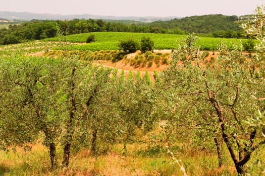 High angle view of a vineyard, Siena Province, Tuscany, Italy