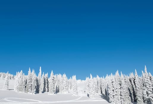 Trees in a snow covered landscape, West Yellowstone, Gallatin County, Montana, USA