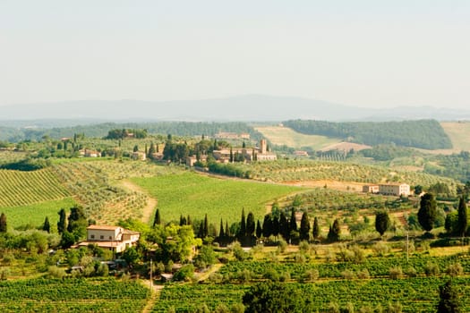 High angle view of houses in a vineyard, Siena Province, Tuscany, Italy