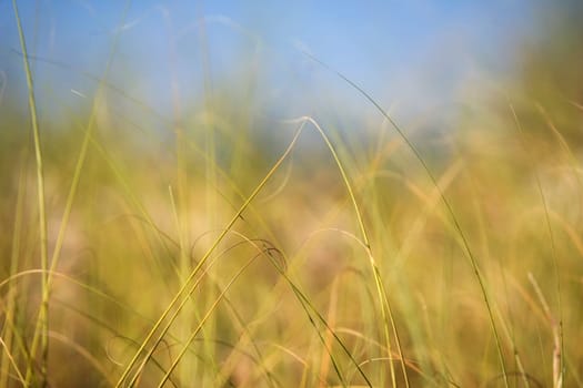 Close_up of tall grass