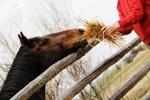 PersonŽs hand holding hay and feeding a horse