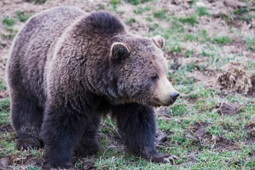 Brown bear Ursus arctos in a national park, Yellowstone National Park, Wyoming, USA