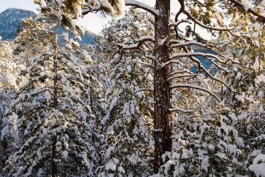 Trees covered with snow in a forest
